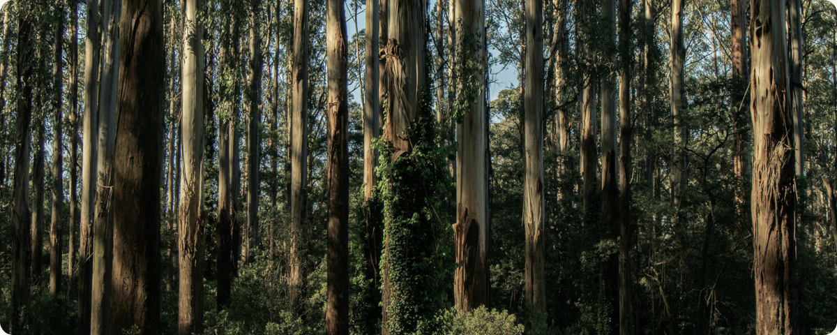 Fast-growing timber source